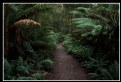 Picture Title - rain forest trail