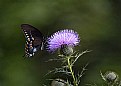 Picture Title - Common Thistle