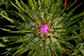 Picture Title - star like cactus