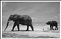 Picture Title - elephantmum with calf