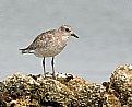 Picture Title - Black-bellied Plover