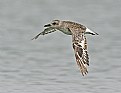 Picture Title - Black-bellied Plover