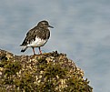 Picture Title - Black Turnstone