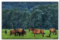 Picture Title - Horses in Zeeland