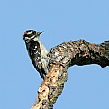 Picture Title - Downy Woodpecker