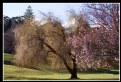 Picture Title - port arthur foliage