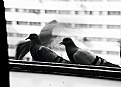 Picture Title -  permanent  freindship 