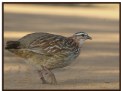 Picture Title - Crested Francolin