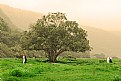 Picture Title - Strolling amidst the mountains