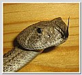 Picture Title - Rattlesnake