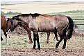 Picture Title - Utah, Antelope Island - Old Ranch