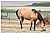 Utah, Antelope Island - Old Ranch