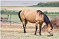 Picture Title - Utah, Antelope Island - Old Ranch