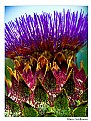 Picture Title - Cardoon