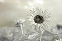 Picture Title - sunflowers! (infrared)