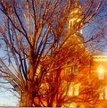 Picture Title - Oberlin/Trees
