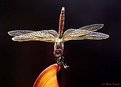 Picture Title - Dragon Fly