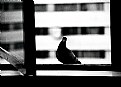 Picture Title - Friendship II