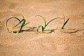 Picture Title - Grass in Sand