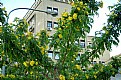 Picture Title - Floral Tree