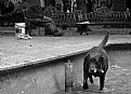 Picture Title - Doggy life