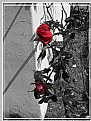 Picture Title - Red Rose