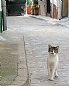 Picture Title - Barcelona Cat