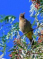 Picture Title - Cape White eye Bul Bul