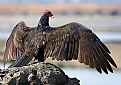Picture Title - Turkey Vulture 2