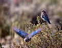 Picture Title - Young Western Blue Birds