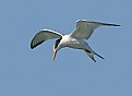 Picture Title - Elegant Tern