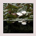 Picture Title - in the pond