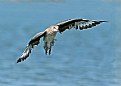 Picture Title - Willet