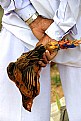 Picture Title - Predator and Pray