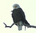 Picture Title - Winter eagle