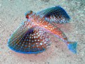 Picture Title - Flying Gurnard