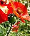 Picture Title - Poppy