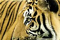 Picture Title - Tiger Stripes