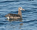 Picture Title - Black-footed Albatross