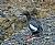 Pigeon Guillemont