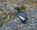 Picture Title - Pigeon Guillemont