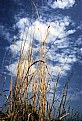 Picture Title - grass and clouds