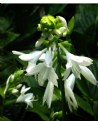 Picture Title - HOSTAS AND BUDS