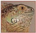 Picture Title - Iguana