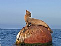 Picture Title - Sea Lion