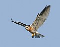 Picture Title - White-tailed Kite