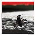 Picture Title - a fly