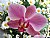 Orchidea Viola