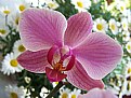 Picture Title - Orchidea Viola