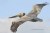 Brown Pelican